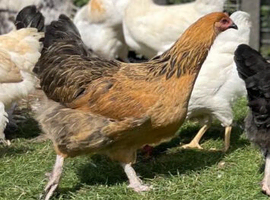 Young Off heat hens