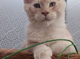 Maine coon boys and girl, Tica registered