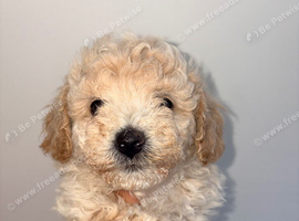 Two Adorable Puppies Looking for Their Forever Homes