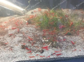 L528 Rio Paraguay Breeding Trio,  young and L144 Lemon Bristlenose Pleco, Shrimps and Snails.