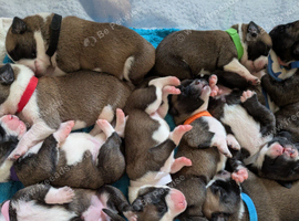 Rare BULL HERDER Puppies for sale!