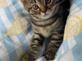 British short hair corss kittens