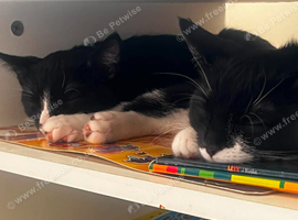 2x female British shorthair tuxedo cats 10 months