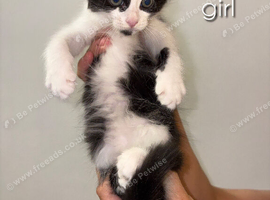 Adorable kittens for sale