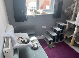 British short haired Tabico and Golden Tabby