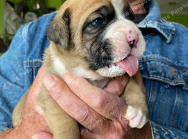 Old Tyme English bulldog cross boxer puppies