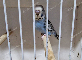 Baby budgies &pound;30 each