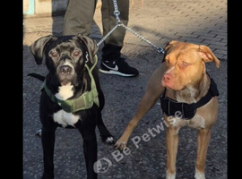 Puppies 9 months old