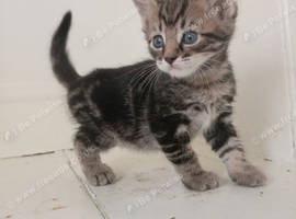 Tabby girl kitten for sale