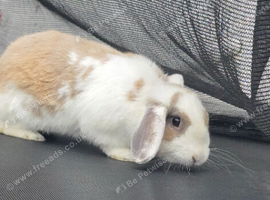 Male rabbit 1 year old hull