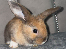 Mini lop