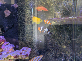 Marine fish for sale