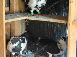 Pigeon racer