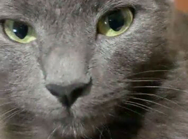 Beautiful rare cat