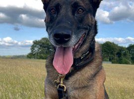 ex security dog