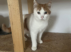 Cats for sale