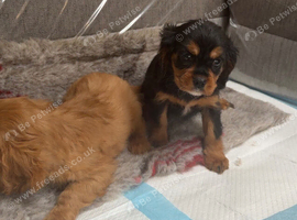 King Charles puppy&rsquo;s