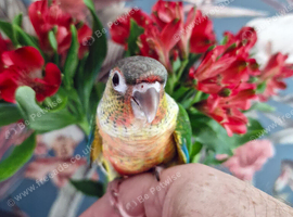 Conures Hand reared &ndash; PBFD & APV Negative DNA Sexed &pound;350 Each