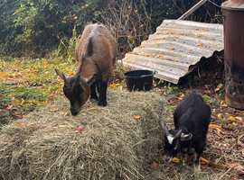 X2 Pygmy Goats