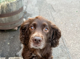 Cockerpoo puppy's two  beautiful boys