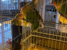 Kakarikies for sale