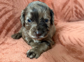 5 stunning cocker spaniel puppies