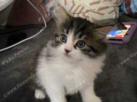 Long hair kitten