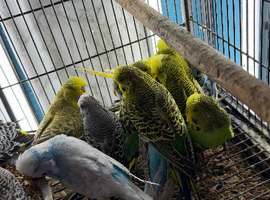 Baby budgies Glasgow