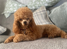 Kc Health Tested Red Toy Poodle At Stud