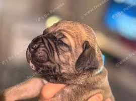 Cane corso X mixed breeds
