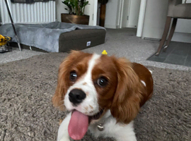 Bubu - one year for STUD