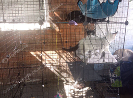 5 kittens