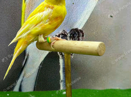 Raza canary cock