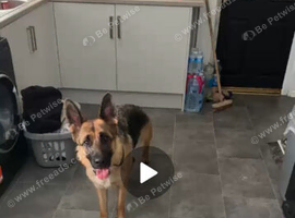 Girl german shepherd