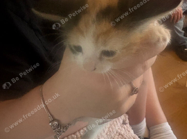 2 kittens
