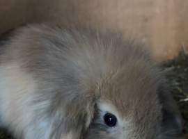 Moxed breed lops
