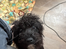 1 male cockapoo pup