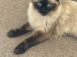 Four loving ragdoll kitten