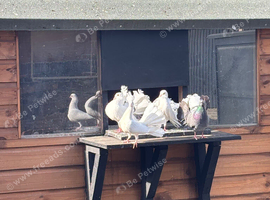 4 white fantails and 2 pied
