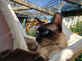Siamese X Bengal