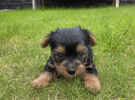 Yorkshire terrier biewer puppies for sale