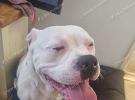 Staffy cross bulldog