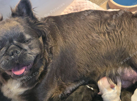 Fluffy kc reg french bulldog