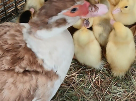 10 1 week old  chocolate Muscovys ducklings