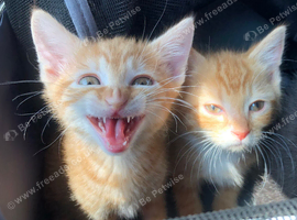 Kittens