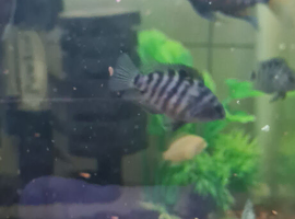 Zebra convict hybrid platinum and blue