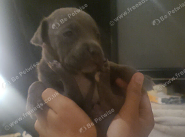 4 beautiful puppies