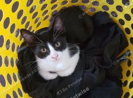Lovely male kitten, around 3 months old, ready for his new home.