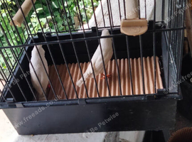 Zebra finches for sale