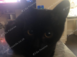 1 male kitten available &pound;30 from long Eaton